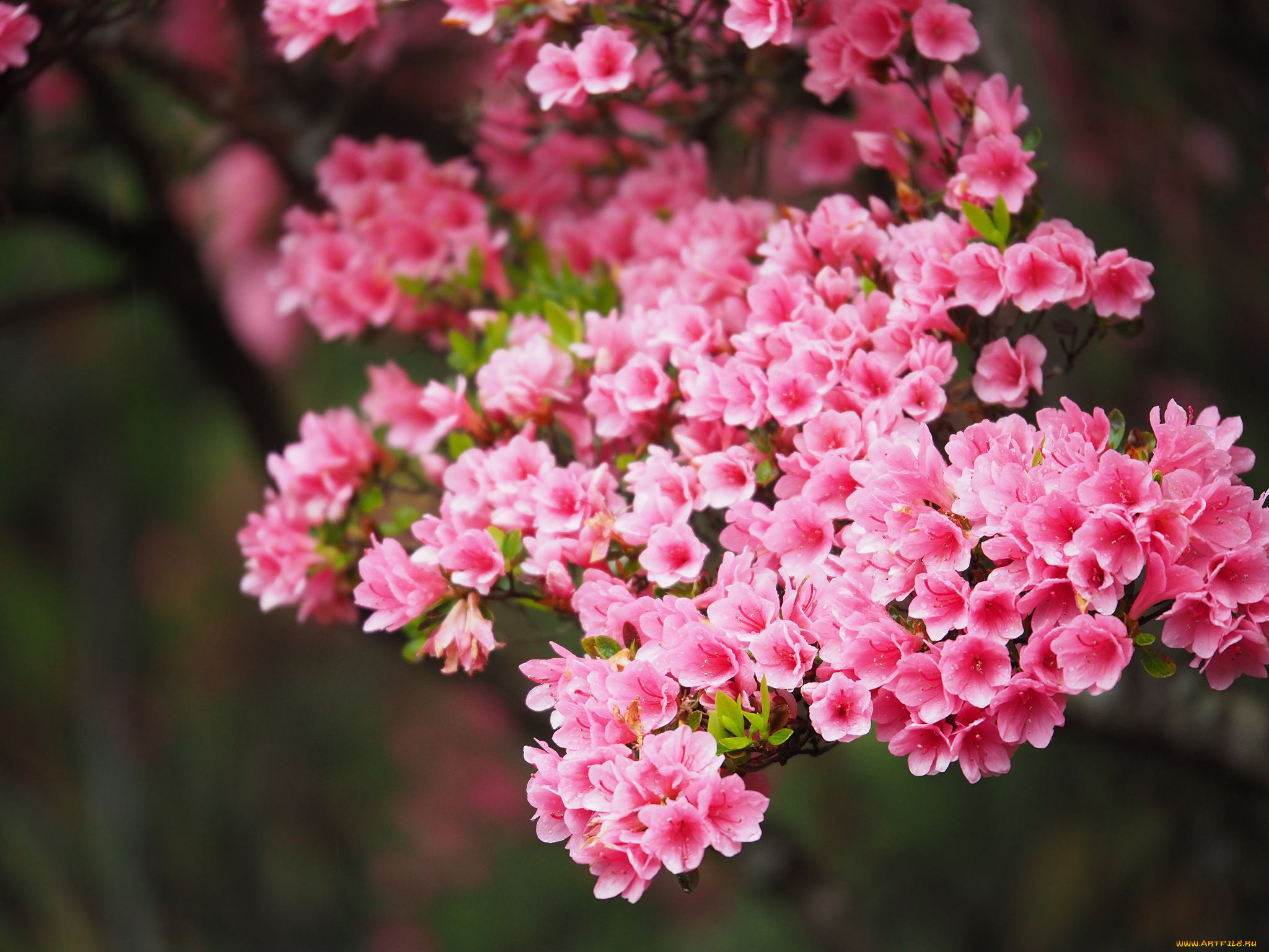 Цветет розовыми цветочками